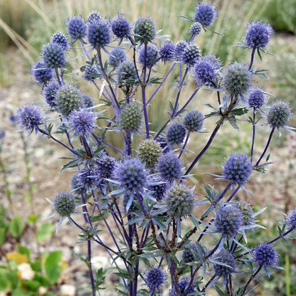 Eryngium Planum Perennial Flat Sea Holly Seeds