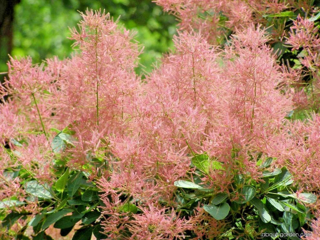 European Smoketree Cotinus Coggygria Ornamental Tree Seeds