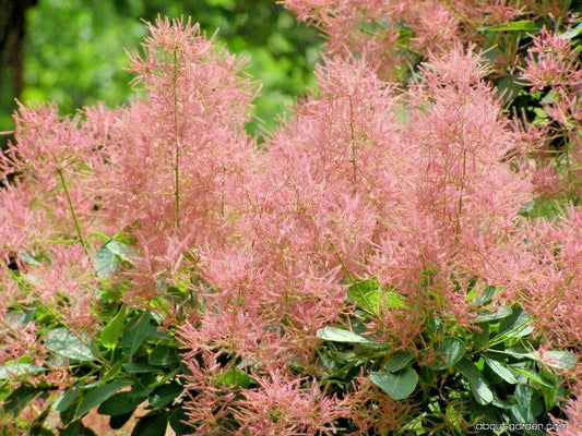 European Smoketree Cotinus Coggygria Ornamental Tree Seeds