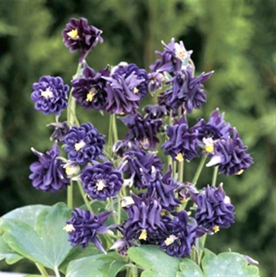 Tower Dark Blue Columbine Aquilegia Vulgaris – Perennial Flower Seeds