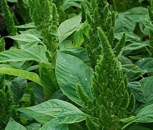 Amaranthus Green Thumb Amaranthus Hypochondriacus – Ornamental Garden Flower Seeds
