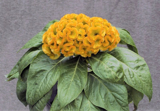 Celosia Argentea Cristata Yellow Seeds Edible Cockscomb Heirloom Flower – Colorful Flower Seeds