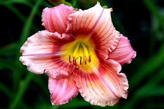 Stephanie Returns Daylily Hemerocallis Perennial Flower Garden Seeds
