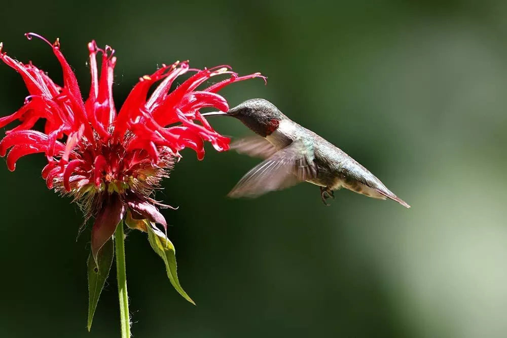 Bee Balm Flower Seeds Monarda Didyma Mixed Color Seeds