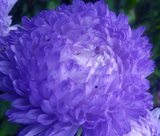Aster Paeony Duchess Blue Callistephus Chinensis – Colorful Garden Flower Seeds