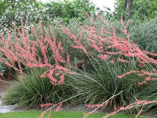 Red Yucca Hesperaloe Parviflora Perennial Flower Seeds