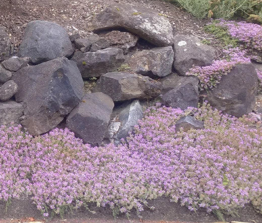 Dwarf Creeping Thyme Thymus Serpyllum – Groundcover Herb Seeds