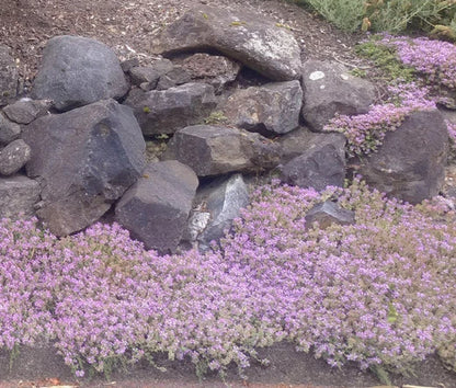 Dwarf Creeping Thyme Thymus Serpyllum – Groundcover Herb Seeds