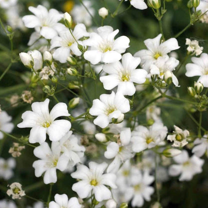 Baby’s Breath – Annual Garden Flower Seeds
