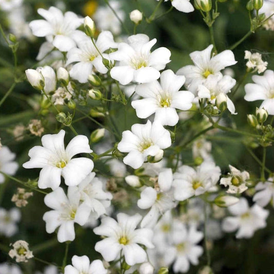 Baby’s Breath – Annual Garden Flower Seeds