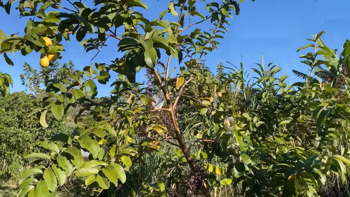 Psidium Guajava – Fragrant Apple Guava Fruit Tree Seeds