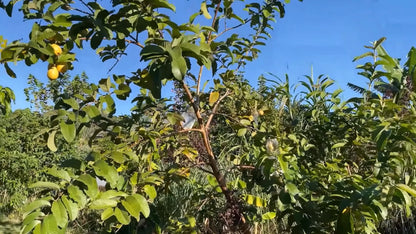 Psidium Guajava – Fragrant Apple Guava Fruit Tree Seeds