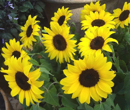 Sunflower Lemon Queen Helianthus Annuus – Tall Summer Garden Flower Seeds