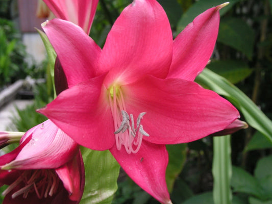 Crinum Lily Fay – Garden Flower Seeds for Planting