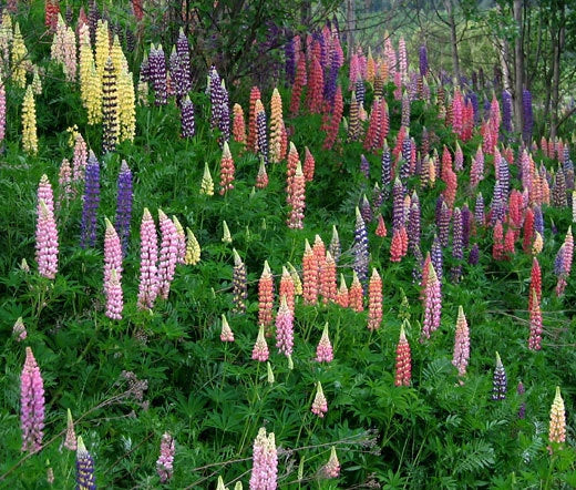 Lupine Russell Mix – Perennial Garden Flower Seeds