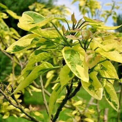 Variegated Southern Catalpa Catalpa Bignonioides – Ornamental Tree Seeds