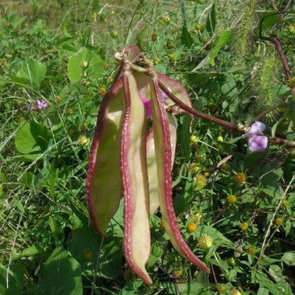 Lablab Beans Seeds Hyacinth Bean Exotic Climber Seeds - Climbing