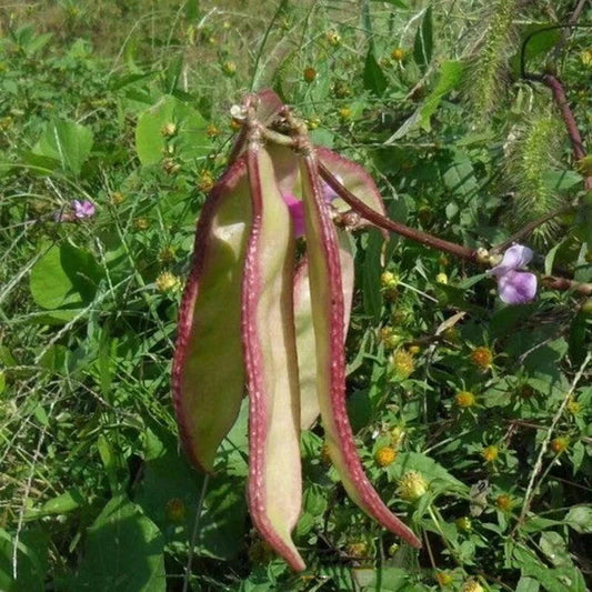 Lablab Beans Seeds Hyacinth Bean Exotic Climber Seeds - Climbing