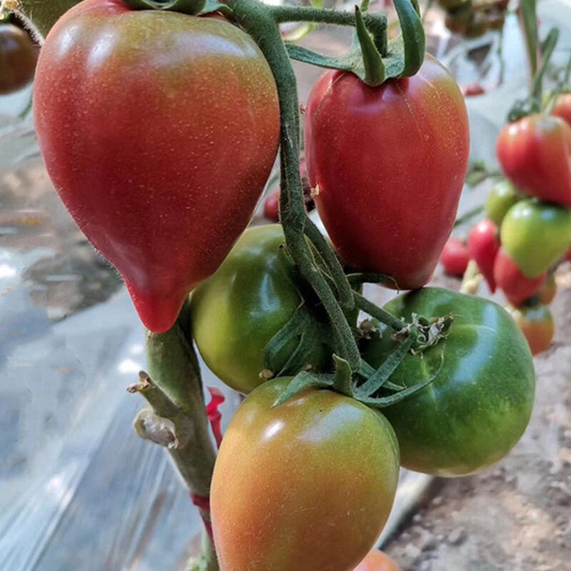 Italian Roma Tomato Lycopersicon Lycopersicum – Vegetable Seeds
