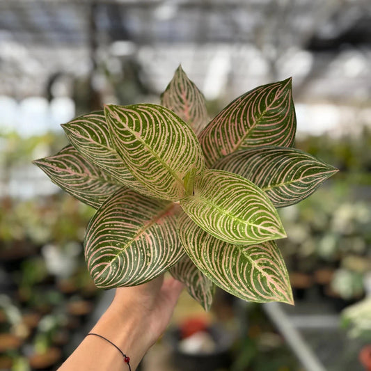 Golden Hope Aglaonema Indoor Foliage Plant Seeds