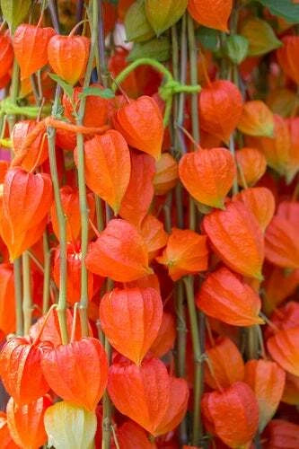 Chinese Lantern Flower Seeds