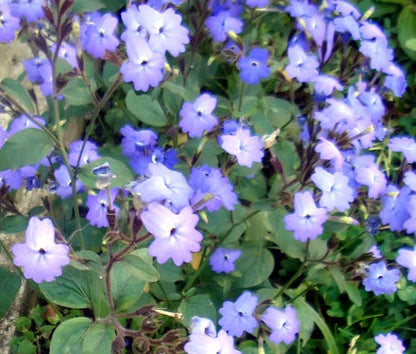 Browallia Browallia Americana – Garden Flower Seeds