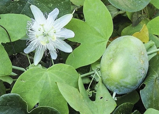 Passiflora Subpeltata – White Passion Flower Vine Seeds