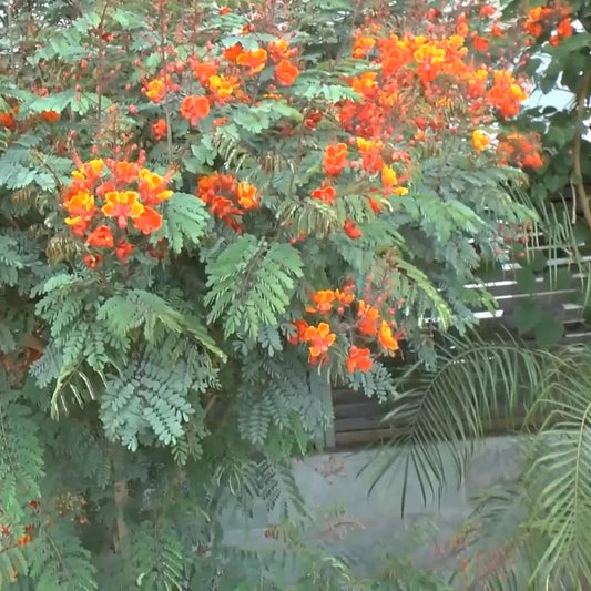 Caesalpinia Pulcherrima Barbados – Bird of Paradise Shrub Seeds