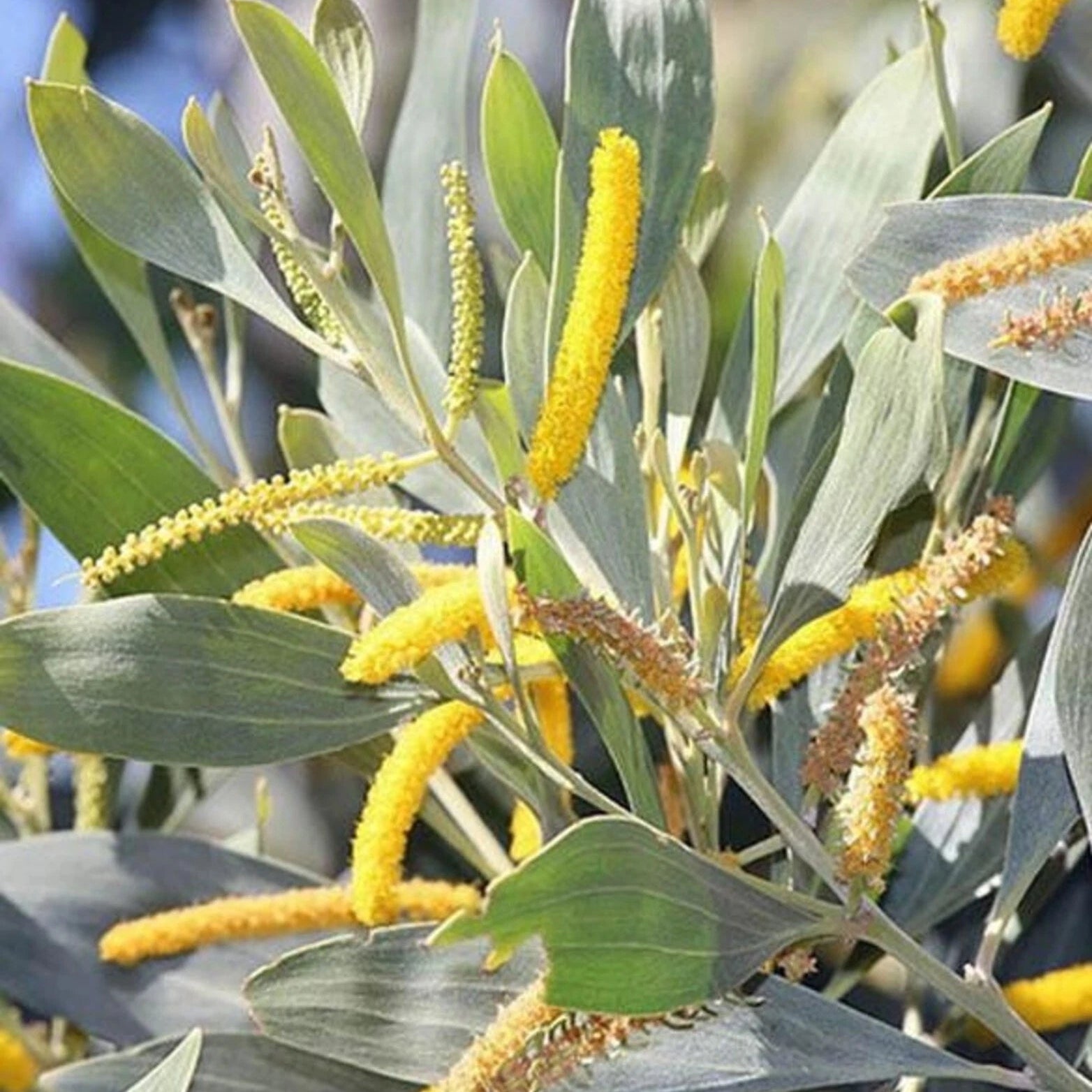 Acacia Holosericea Silver Wattle Shrub Seeds
