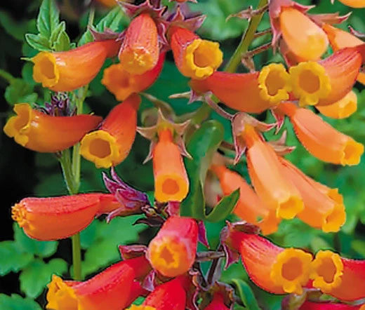 Chilean Glory Vine Eccremocarpus Scaber – Mixed Color Garden Seeds