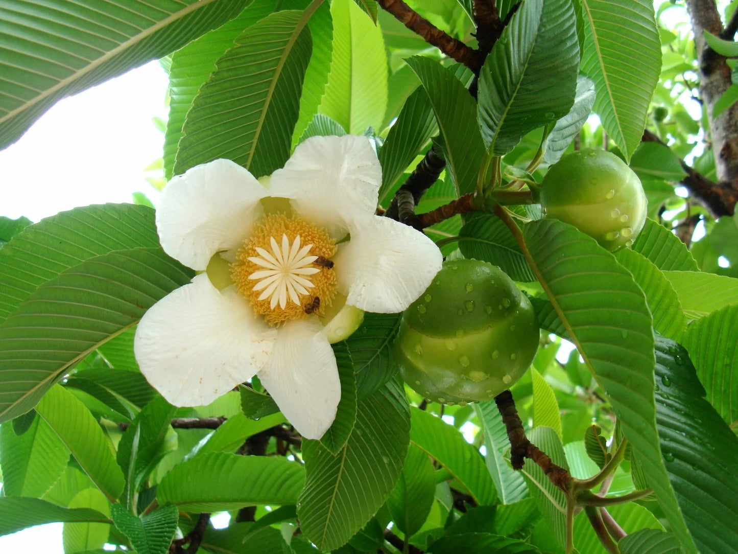 Elephant Apple Dillenia Indica Edible Fruit Tree Seeds