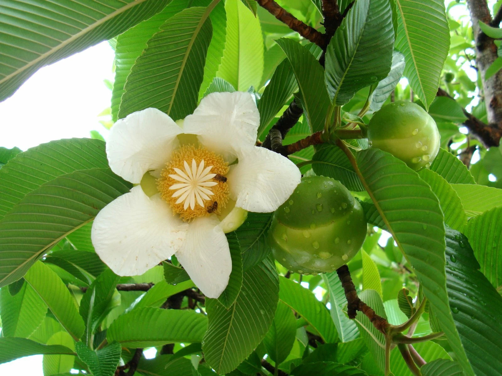 Elephant Apple Dillenia Indica Edible Fruit Tree Seeds