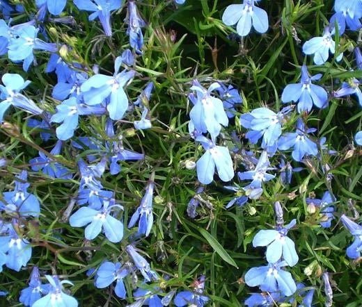 Lobelia Blue Carpet Lobelia Erinus – Groundcover Garden Flower Seeds