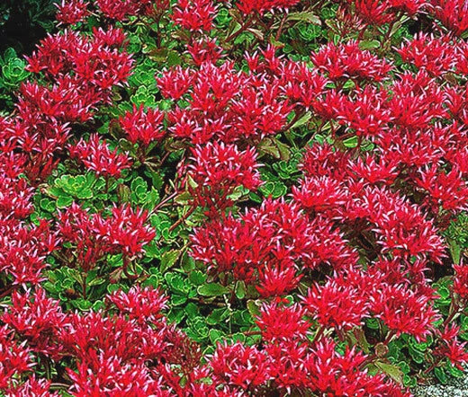 Sedum Summer Glory Stonecrop Sedum Spurium – Perennial Garden Flower Seeds