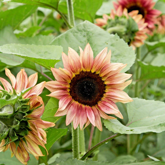 Procut Plum Sunflower Helianthus Annuus – Colorful Garden Flower Seeds