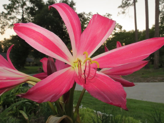 Crinum Lily Infusion Large Blooming-Size Bulb Rare New Hybrid