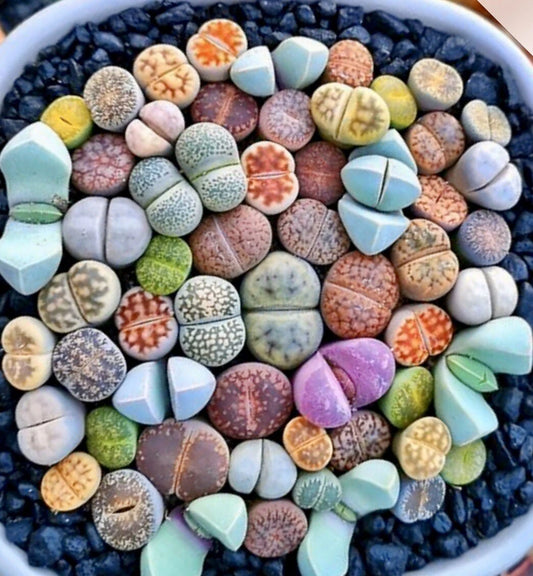 Rare Lithops Mix – Mixed Flower Seeds for Planting