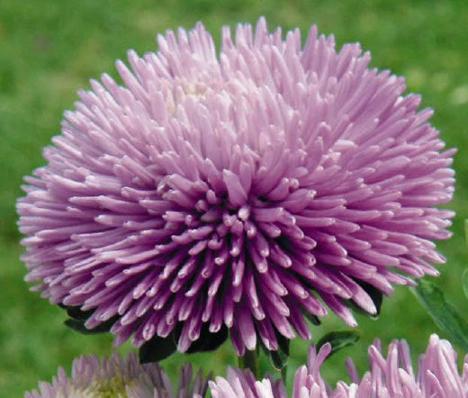 Aster Gremlin Lavender Double Callistephus Chinensis – Colorful Garden Flower Seeds