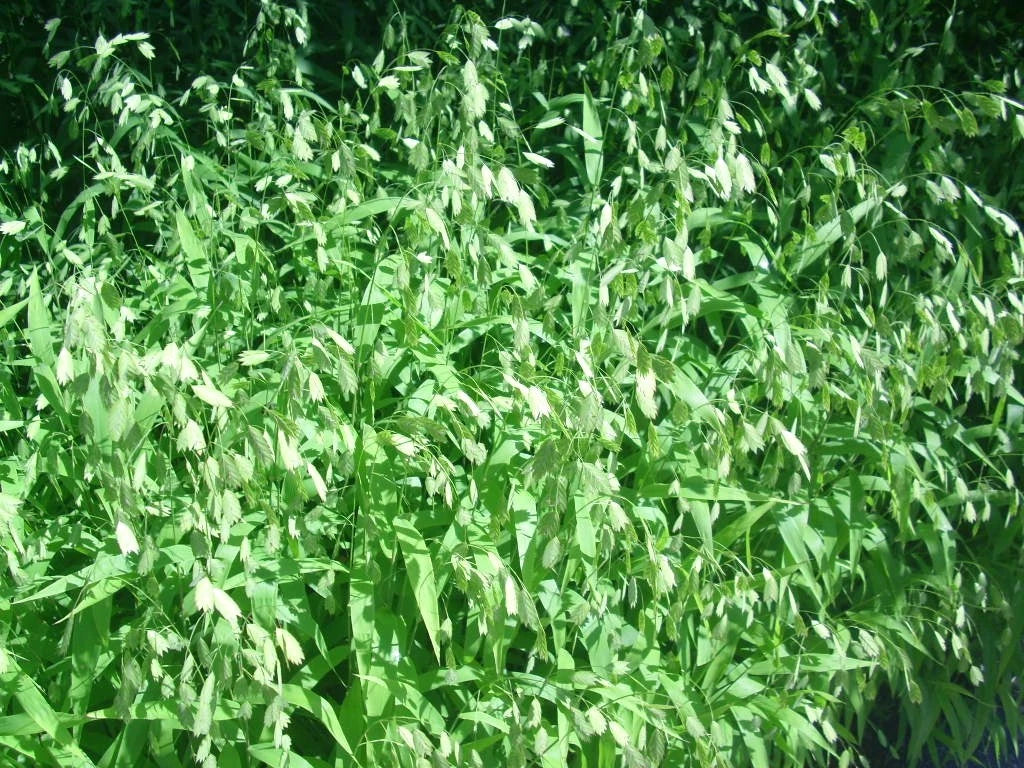 Inland Sea Oats Chasmanthium Latifolium Ornamental Grass Seeds
