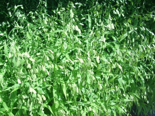 Inland Sea Oats Chasmanthium Latifolium Ornamental Grass Seeds