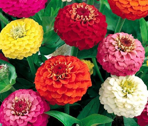 Zinnia Lilliput Mix Zinnia Elegans – Dwarf Colorful Garden Flower Seeds