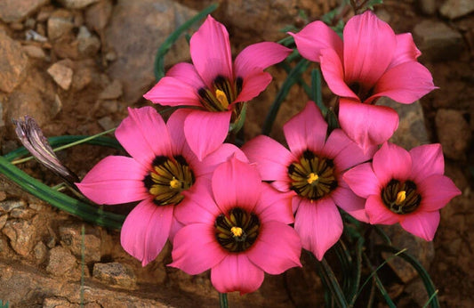 Romulea Subfistulosa South African Flowering Bulb Seeds