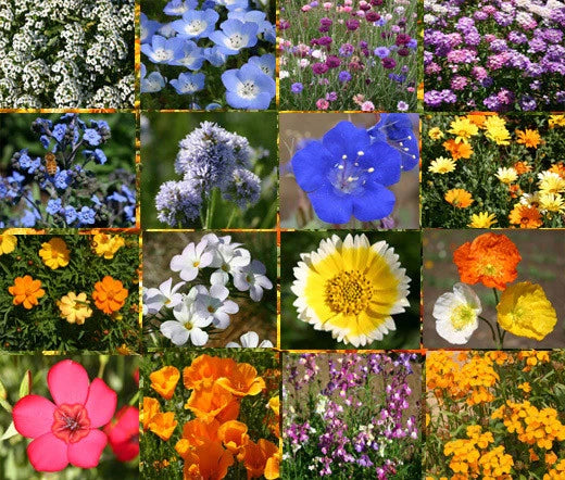 Wildflower Mix Short Creek – Seasonal Garden Flower Seeds