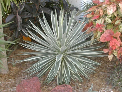 Agave Angustifolia Marginata Hardy Succulent Plant Seeds