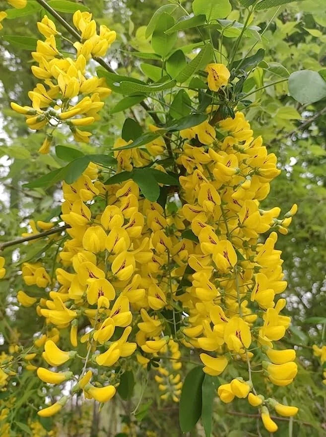 Siberian Peashrub Seeds for Planting (30 Seeds) Attractive Bush That Blooms Flow