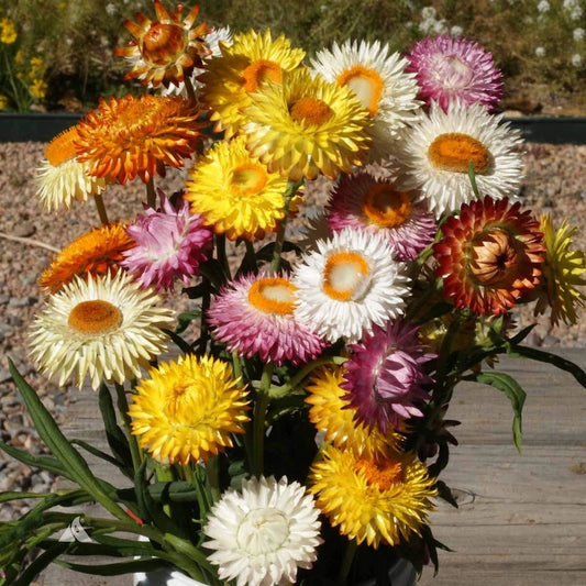 Strawflower – Colorful Wildflower Garden Seeds