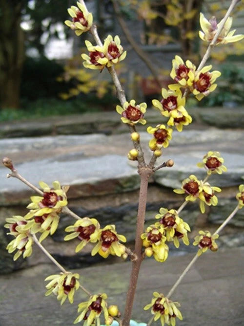 Chimonanthus Praecox Shrub Fragrant Wintersweet Hardy Allspice – – Product Image