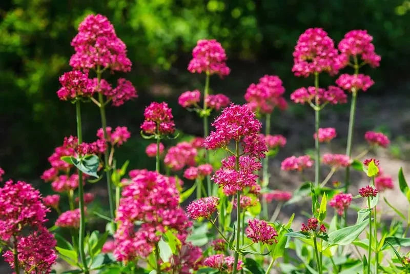 Valerian Centranthus Ruber Pink Betty – Perennial Flower Seeds