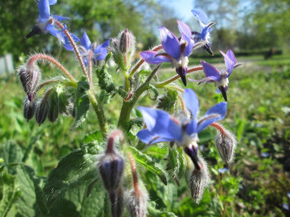 Borage Borago officinalis Edible Herb Garden Seeds