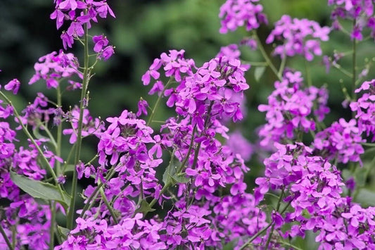 Hesperis Matronalis + Seeds Fragrant Purple Dames Rocket Flowers – Colorful Garden Flower Seeds Product Image – High Quality Seeds for Gardeners